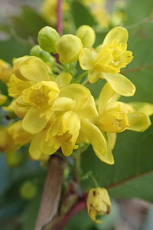 Mahonia aquifolium \ Gewhnliche Mahonie, D Mannheim 6.4.2016