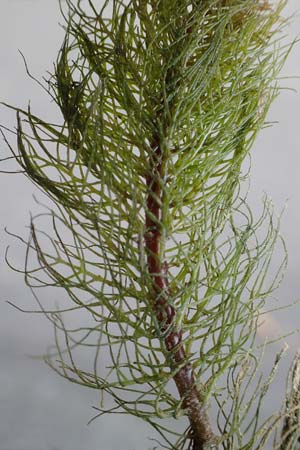 Myriophyllum heterophyllum \ Verschiedenblttriges Tausendblatt, D Düsseldorf Universit. 27.7.2019