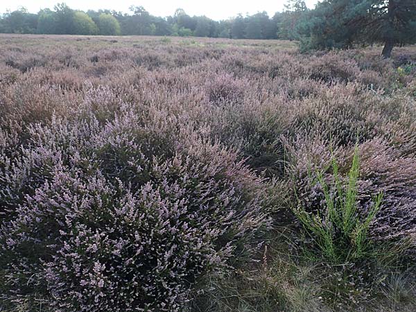 Calluna vulgaris / Heather, D Mehlinger Heide 10.9.2019