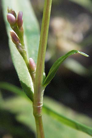 Persicaria minor \ Kleiner Knterich / Small Water-Pepper, D Mörfelden-Walldorf 6.8.2007