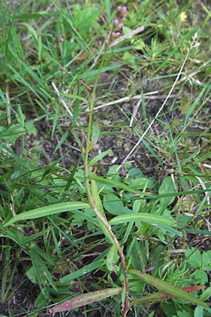 Persicaria minor \ Kleiner Knterich, D Mörfelden-Walldorf 6.8.2007