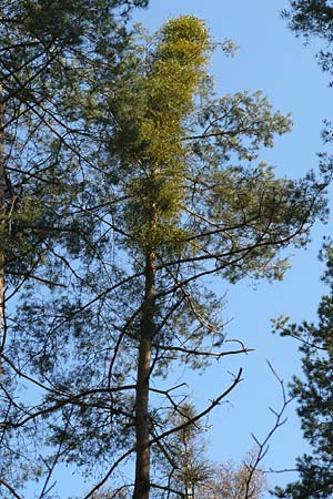 Viscum album subsp. austriacum / Pine Mistletoe, D Reilingen 27.2.2016