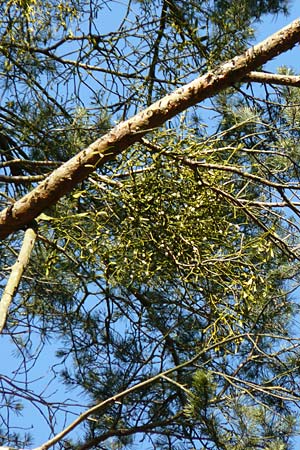 Viscum album subsp. austriacum \ Kiefern-Mistel / Pine Mistletoe, D Reilingen 27.2.2016