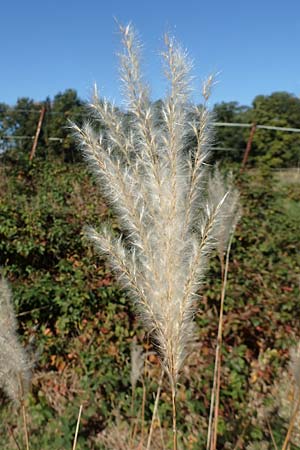 Miscanthus sacchariflorus \ Silberfahnen-Gras, Groes Stielblten-Gras, D Hövelhof 7.10.2018