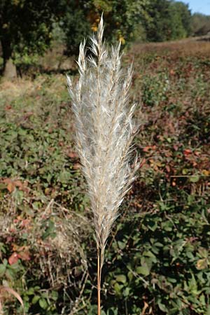 Miscanthus sacchariflorus \ Silberfahnen-Gras, Groes Stielblten-Gras, D Hövelhof 7.10.2018