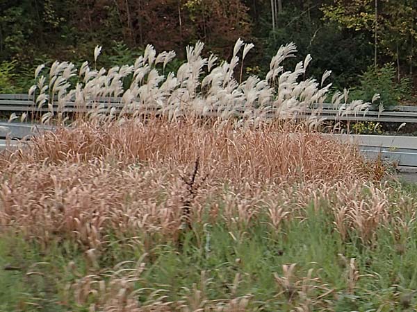 Miscanthus sinensis \ Chinaschilf, Elefanten-Gras / Chinese Silver Grass, Japanese Silver Grass, D Bochum 23.10.2018