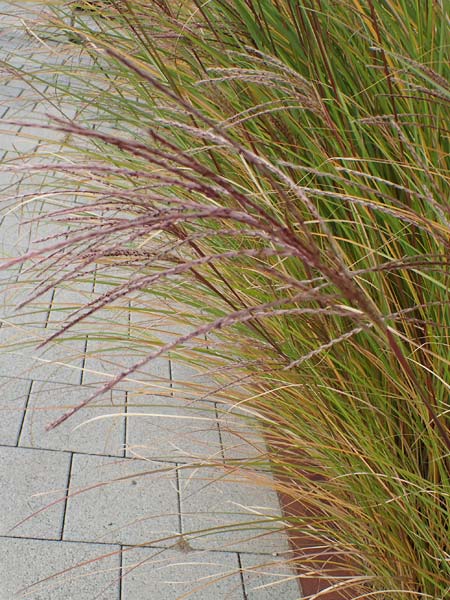 Miscanthus sinensis \ Chinaschilf, Elefanten-Gras / Chinese Silver Grass, Japanese Silver Grass, D Heidelberg 23.10.2021