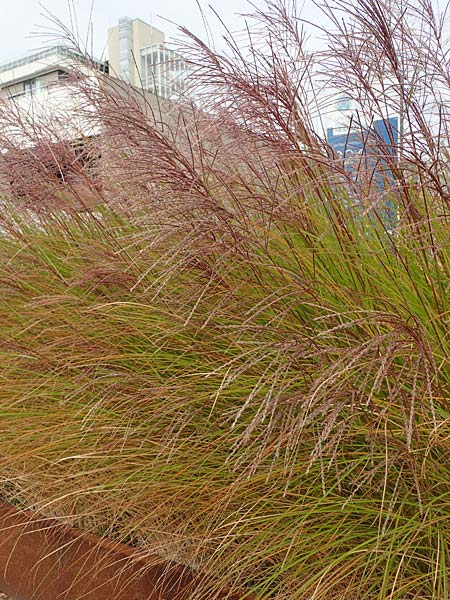 Miscanthus sinensis \ Chinaschilf, Elefanten-Gras / Chinese Silver Grass, Japanese Silver Grass, D Heidelberg 23.10.2021