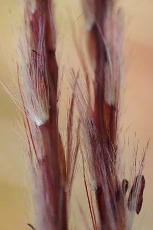 Miscanthus sinensis \ Chinaschilf, Elefanten-Gras / Chinese Silver Grass, Japanese Silver Grass, D Heidelberg 23.10.2021