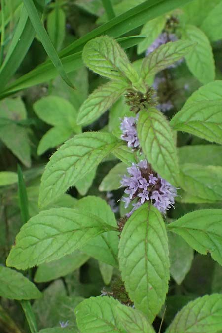 Mentha x verticillata \ Quirl-Minze / Whorled Mint, D Mudau 15.8.2023