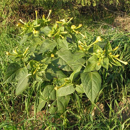 Mirabilis jalapa \ Wunderblume, D Mannheim 16.10.2006