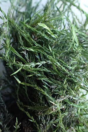 Fontinalis antipyretica \ Brunnen-Moos / Willow Moss, Antifever Fontinalis Moss, D Mannheim 15.1.2017