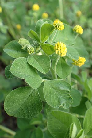 Medicago lupulina \ Hopfenklee, Hopfen-Luzerne, D Konstanz 25.4.2018