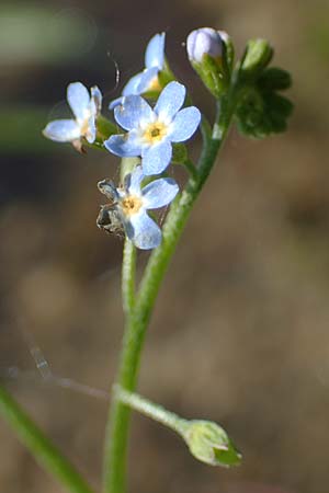 Myosotis laxa / Small-Flowered Forget-me-not, Tufted Forget-me-not, D Groß-Gerau 29.5.2021