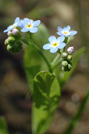 Myosotis laxa / Small-Flowered Forget-me-not, Tufted Forget-me-not, D Groß-Gerau 29.5.2021