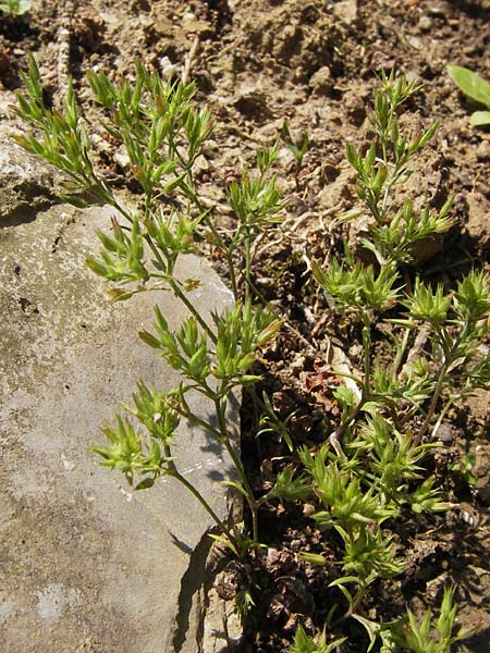 Sabulina mediterranea \ Mittelmeer-Miere, Mediterrane Miere / Mediterranean Sandwort, D  8.6.2013