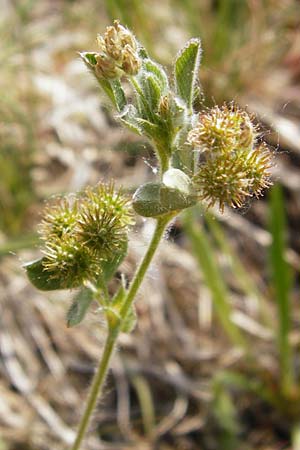 Medicago minima \ Zwerg-Schneckenklee / Burr Medick, D Limburg 22.5.2015