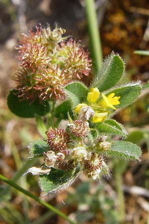 Medicago minima \ Zwerg-Schneckenklee / Burr Medick, D Limburg 22.5.2015