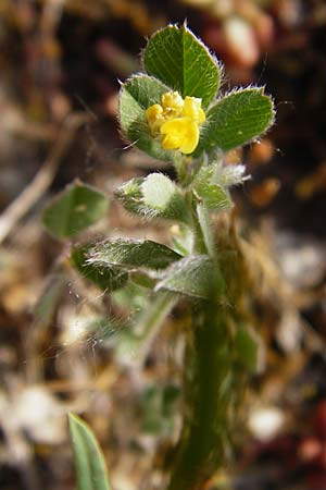 Medicago minima \ Zwerg-Schneckenklee / Burr Medick, D Limburg 22.5.2015