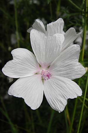 Malva alcea \ Rosen-Malve, Spitzblatt-Malve / Hollyhock Mallow, D Heppenheim-Mittershausen 26.6.2015