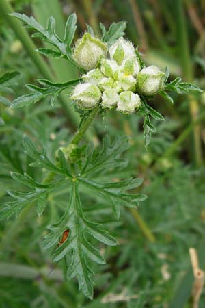 Malva alcea \ Rosen-Malve, Spitzblatt-Malve, D Heppenheim-Mittershausen 26.6.2015