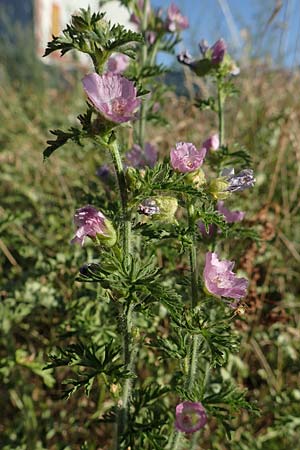 Malva moschata \ Moschus-Malve, D Aschaffenburg 24.6.2017