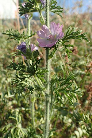 Malva moschata \ Moschus-Malve, D Aschaffenburg 24.6.2017