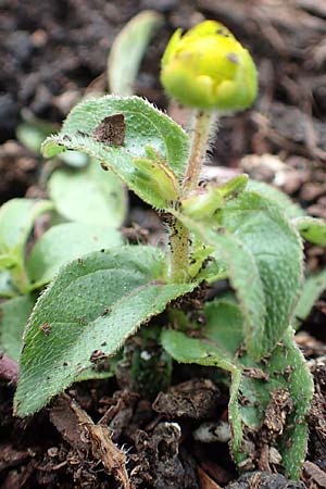 Melampodium montanum \ Sterntaler, D Schalksmühle 11.7.2018