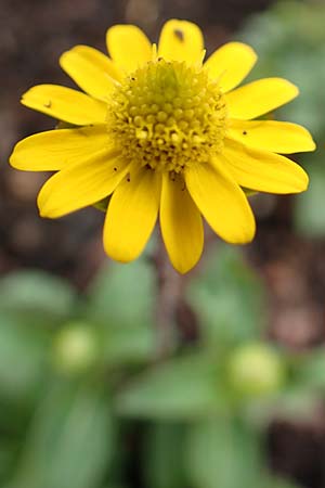 Melampodium montanum \ Sterntaler / Mountain Blackfoot, D Schalksmühle 11.7.2018