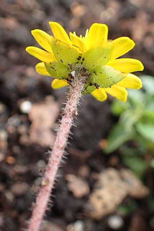 Melampodium montanum \ Sterntaler / Mountain Blackfoot, D Schalksmühle 11.7.2018