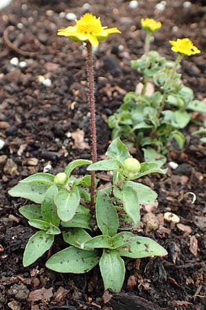 Melampodium montanum \ Sterntaler / Mountain Blackfoot, D Schalksmühle 11.7.2018