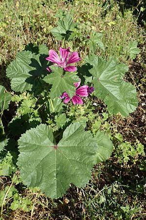 Malva sylvestris subsp. mauritiana \ Mauretanische Malve, D Herne 14.6.2019