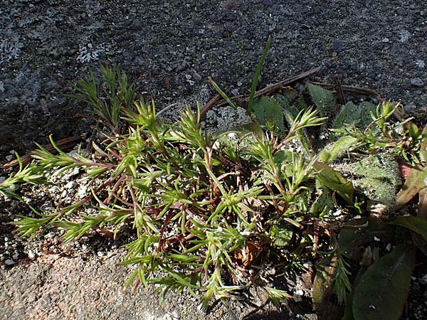 Sabulina mediterranea \ Mittelmeer-Miere, Mediterrane Miere / Mediterranean Sandwort, D Schutterwald 17.4.2021