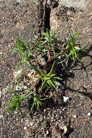 Sabulina mediterranea \ Mittelmeer-Miere, Mediterrane Miere / Mediterranean Sandwort, D Schutterwald 17.4.2021