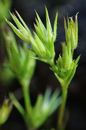 Sabulina mediterranea \ Mittelmeer-Miere, Mediterrane Miere / Mediterranean Sandwort, D Schutterwald 7.5.2021