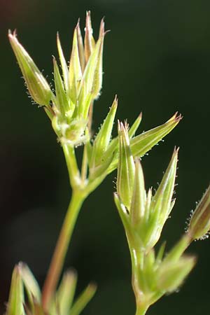 Sabulina mediterranea \ Mittelmeer-Miere, Mediterrane Miere, D Schutterwald 7.5.2021