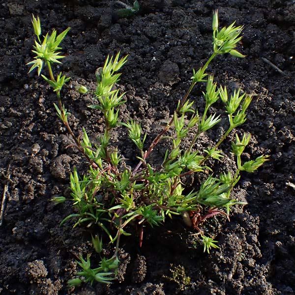 Sabulina mediterranea \ Mittelmeer-Miere, Mediterrane Miere / Mediterranean Sandwort, D Schutterwald 7.5.2021