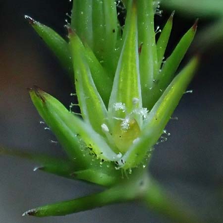 Sabulina mediterranea \ Mittelmeer-Miere, Mediterrane Miere / Mediterranean Sandwort, D Schutterwald 7.5.2021