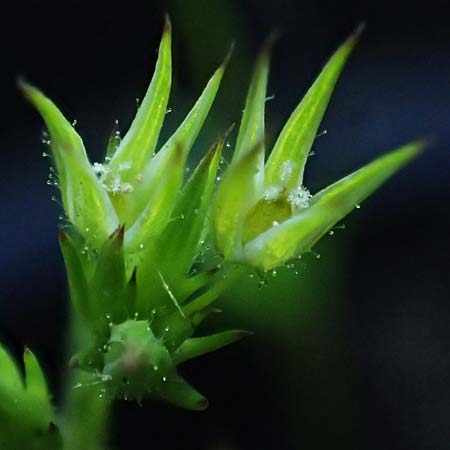 Sabulina mediterranea \ Mittelmeer-Miere, Mediterrane Miere / Mediterranean Sandwort, D Schutterwald 7.5.2021