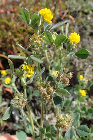 Medicago minima \ Zwerg-Schneckenklee / Burr Medick, D Mannheim 19.5.2021