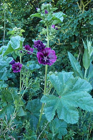 Malva sylvestris subsp. mauritiana \ Mauretanische Malve, D Thüringen, Bottendorf 6.6.2022