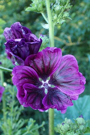 Malva sylvestris subsp. mauritiana \ Mauretanische Malve, D Thüringen, Bottendorf 6.6.2022