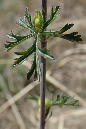 Malva moschata \ Moschus-Malve, D Odenwald, Erbach 17.7.2022