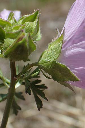 Malva moschata \ Moschus-Malve / Musk Mallow, D Odenwald, Erbach 17.7.2022