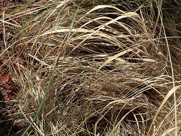 Muhlenbergia mexicana / Mexican Muhly, Wirestem Muhly, D Offenburg 3.9.2022