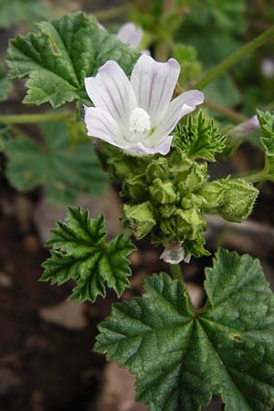 Malva neglecta \ Weg-Malve, Kleine Ksepappel / Dwarf Mallow, D Bad Münster am Stein - Niederhausen 6.6.2015