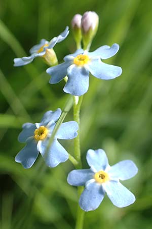 Myosotis nemorosa \ Hain-Vergissmeinnicht / Hedge Forget-me-not, D Raubach 1.6.2019