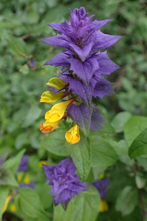 Melampyrum nemorosum \ Hain-Wachtelweizen / Blue Cow-Wheat, D Rannungen 8.8.2021