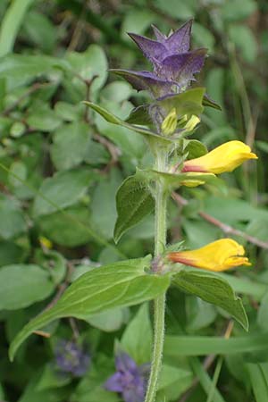 Melampyrum nemorosum \ Hain-Wachtelweizen, D Rannungen 8.8.2021