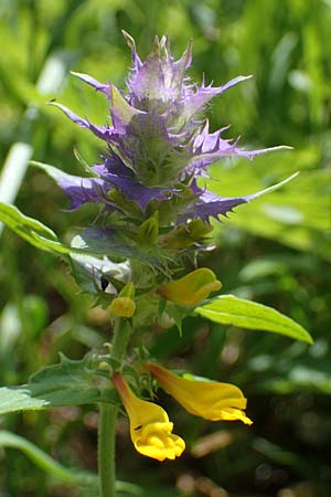 Melampyrum nemorosum / Blue Cow-Wheat, D Thüringen, Erfurt 13.6.2022